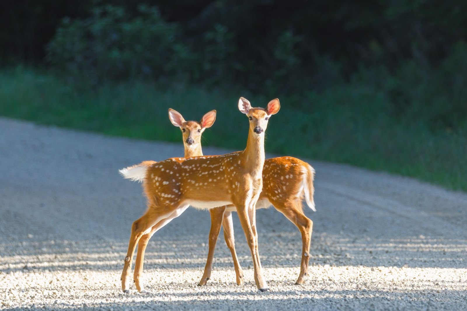 Two white-tailed deer fawns standing alert on a gravel road at the edge of a dark tree line, lit by low sun