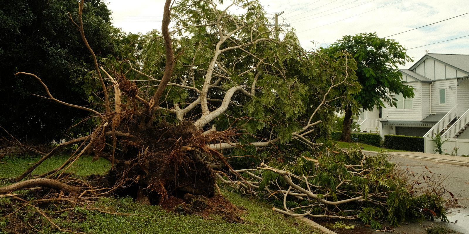 A large tree limb down across a fence after a storm