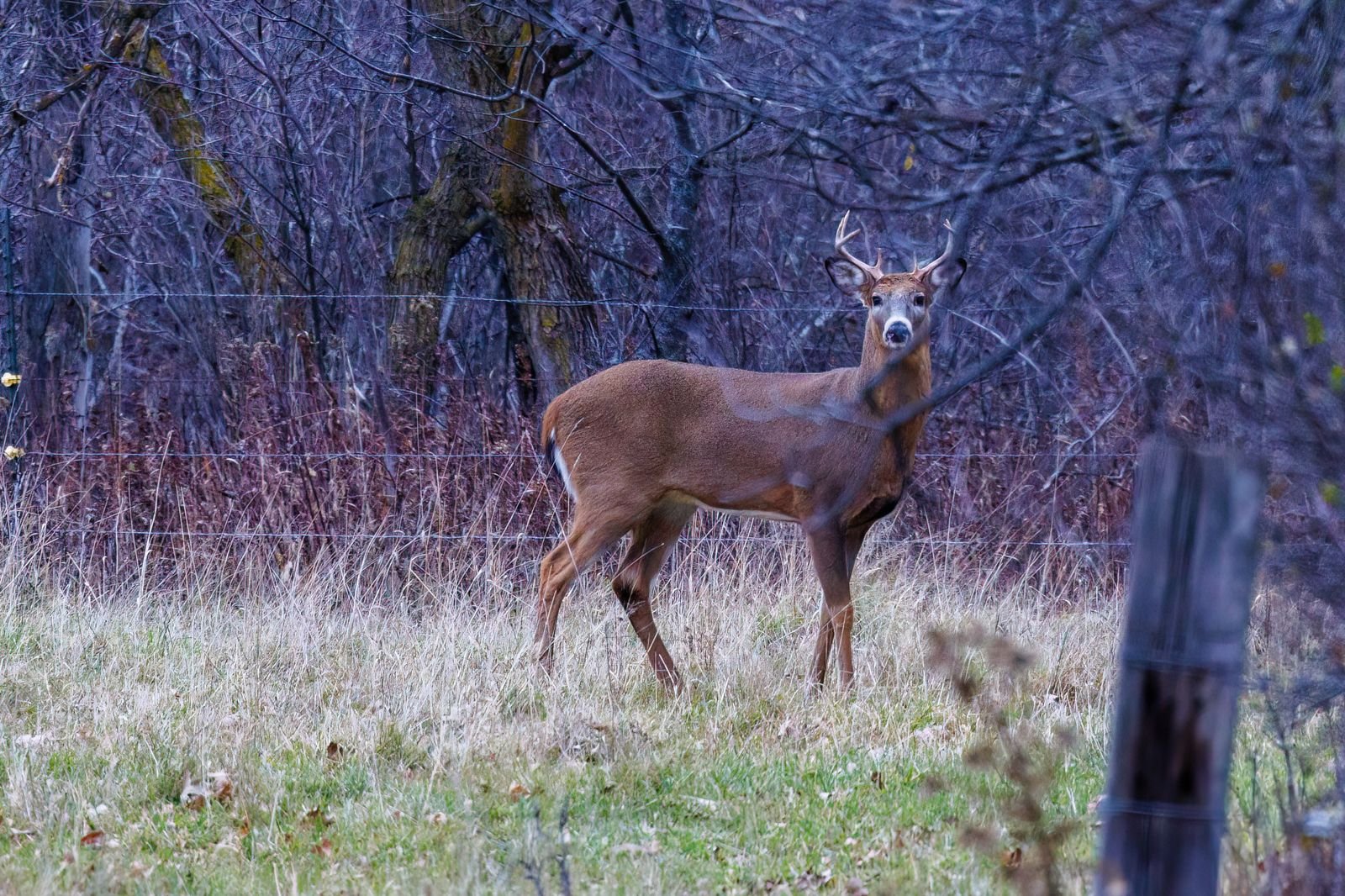 A white-tailed buck standing in tall grass beside a wire fence at the edge of bare autumn woods, with a wooden fence post in the foreground