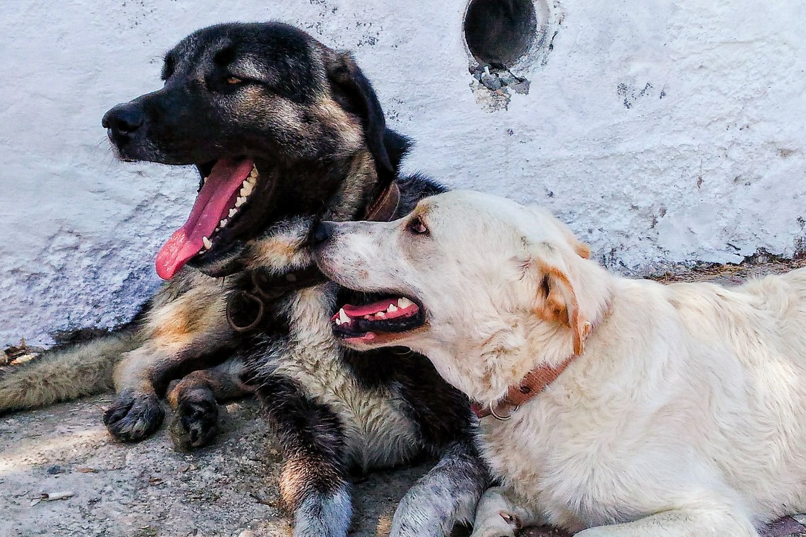 Two collared dogs lying together in the sun against a whitewashed wall, a dark one mid-yawn beside a cream-colored one